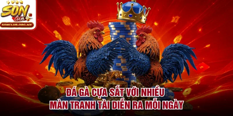 Đá gà cựa sắt với nhiều màn tranh tài diễn ra mỗi ngày